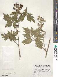 Rubus laciniatus image