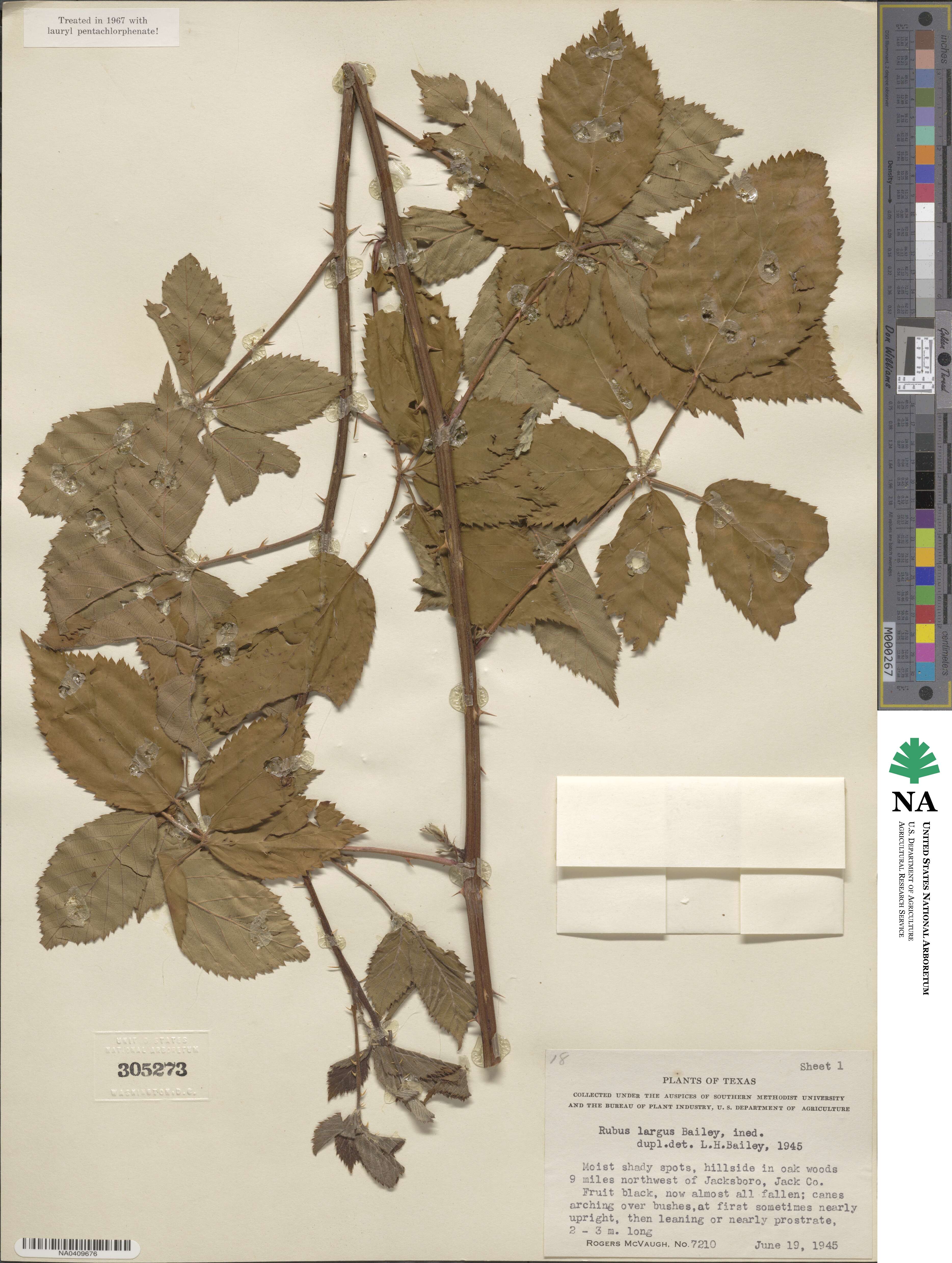 Rubus largus image