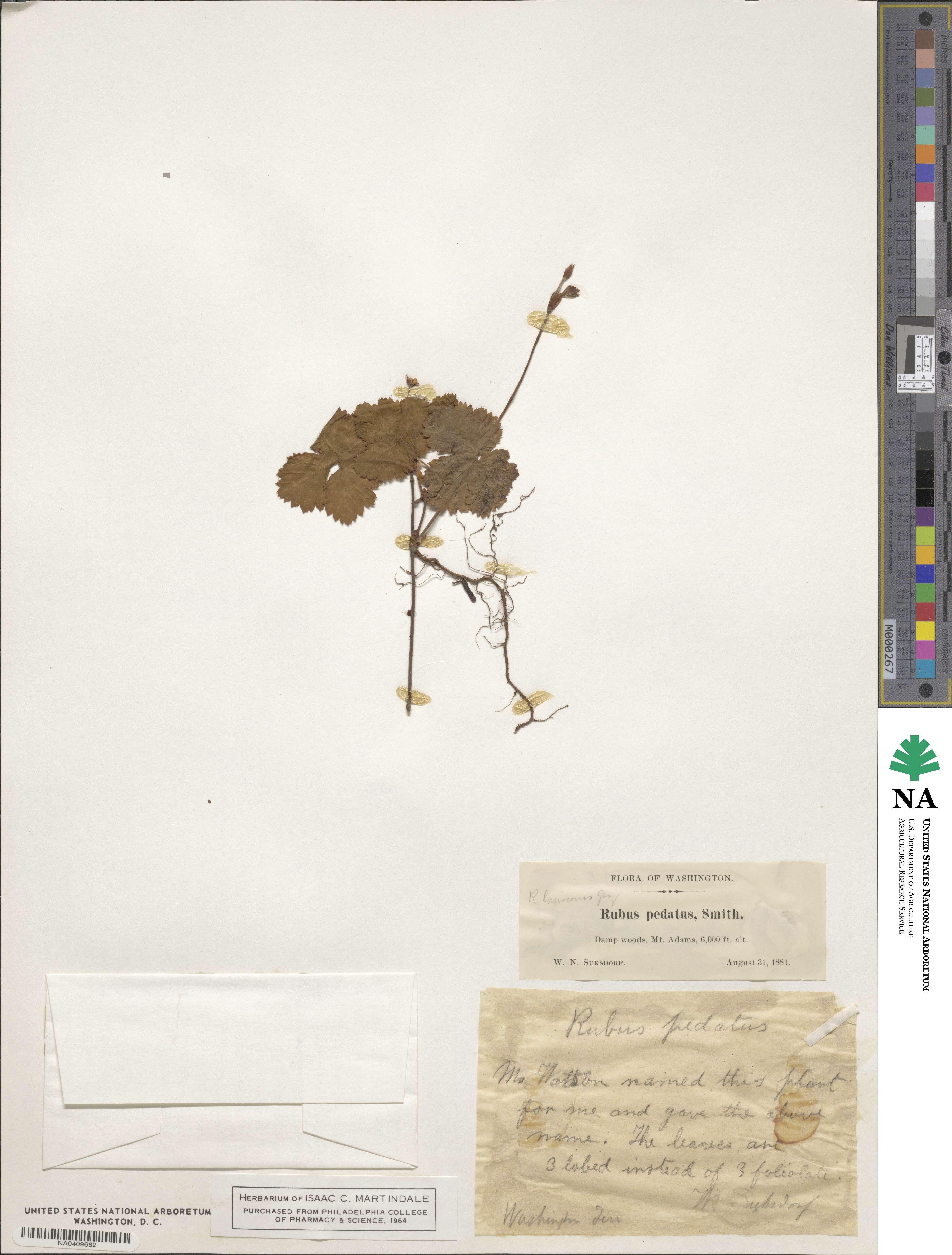 Rubus lasiococcus image