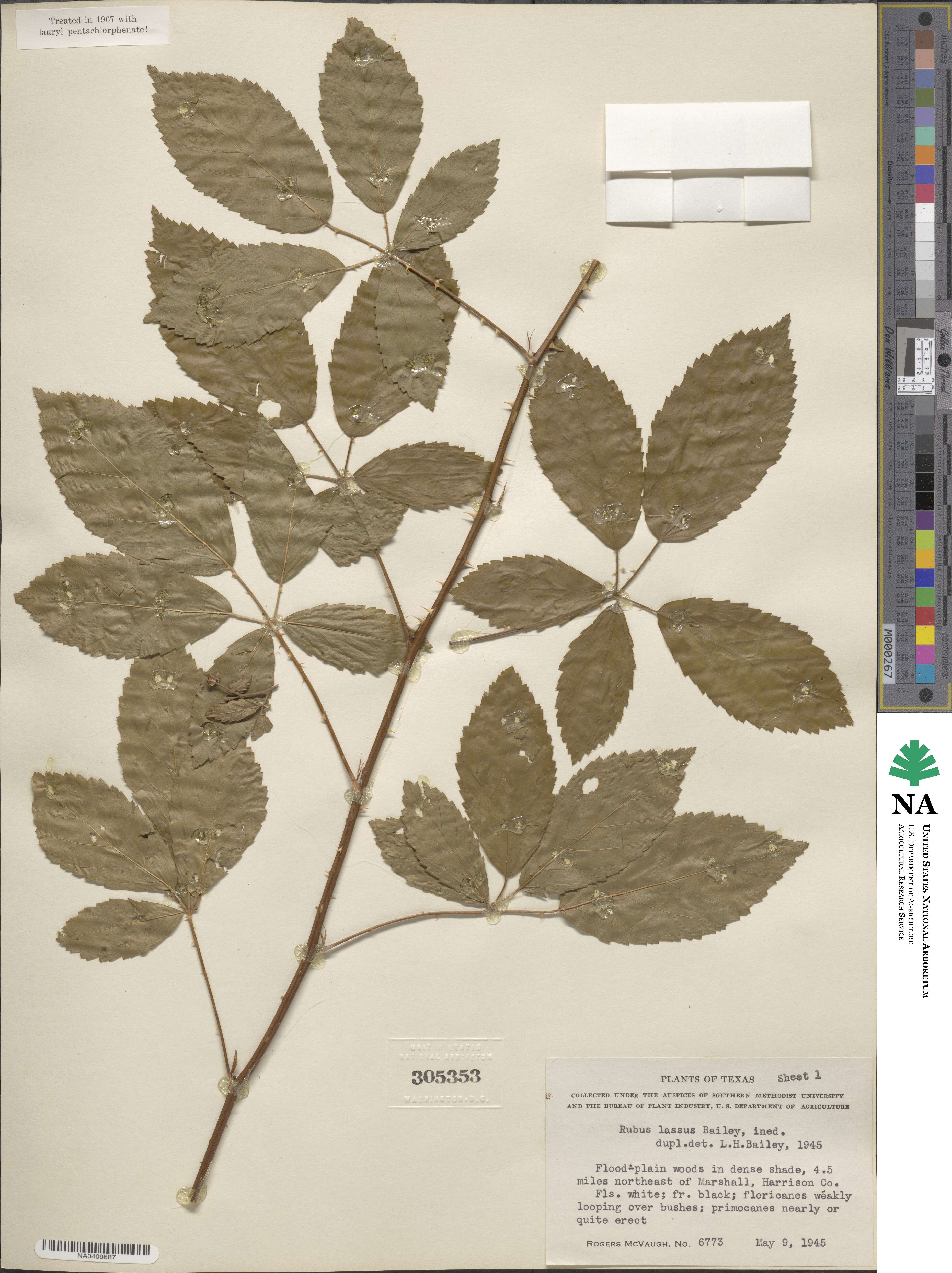 Rubus apogaeus image