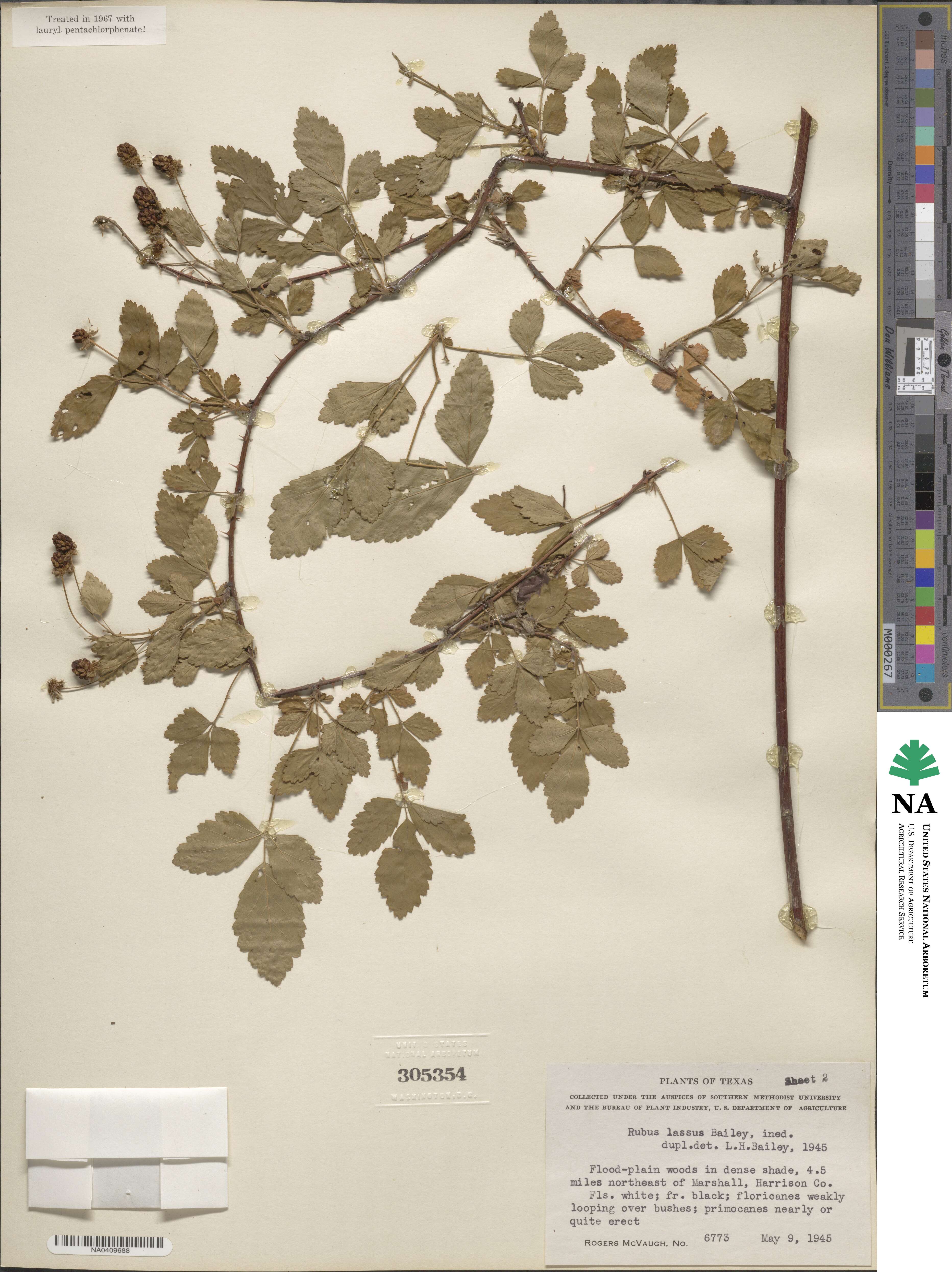 Rubus apogaeus image
