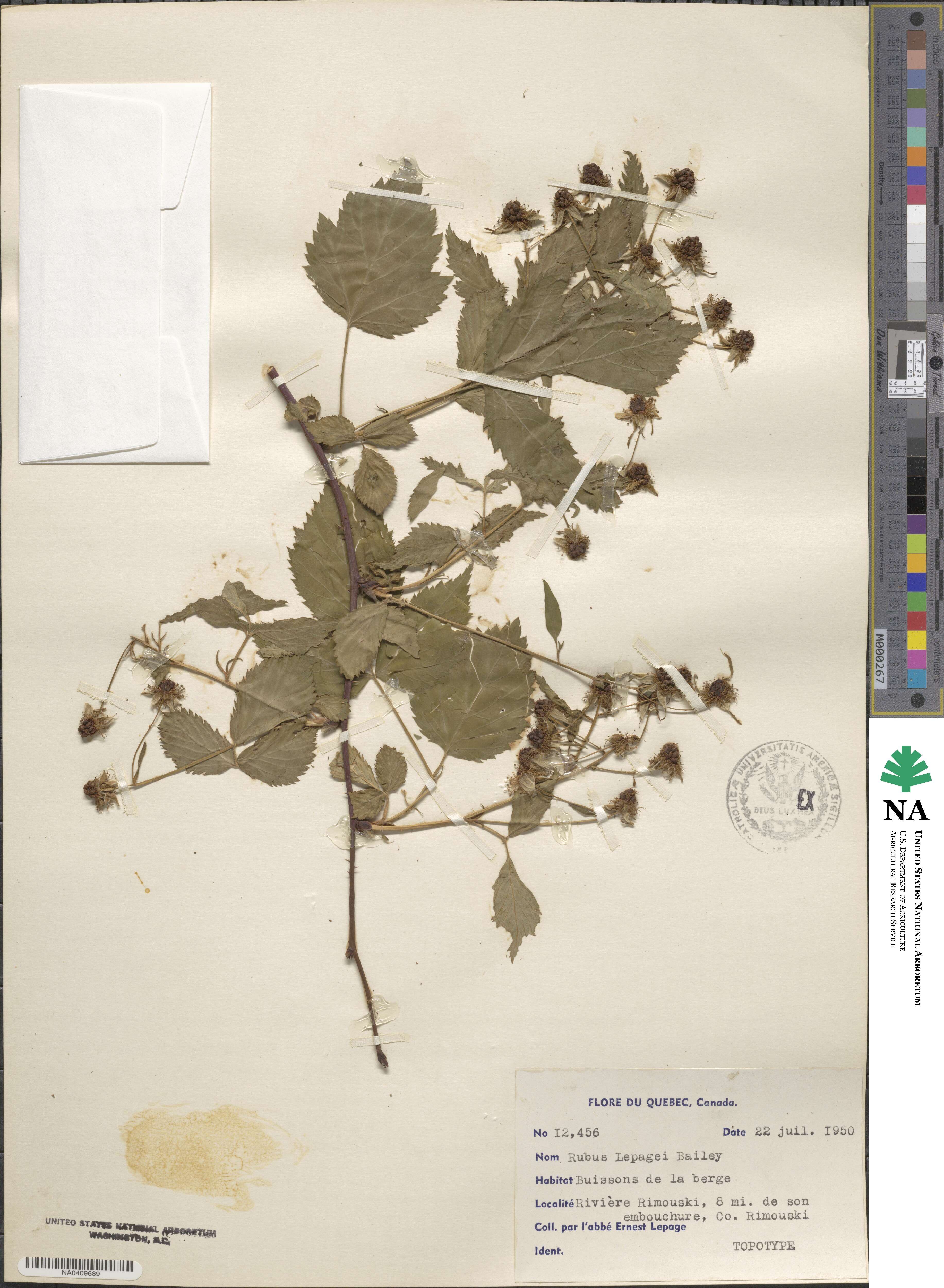 Rubus kennedyanus image