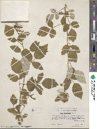 Rubus leucodermis image