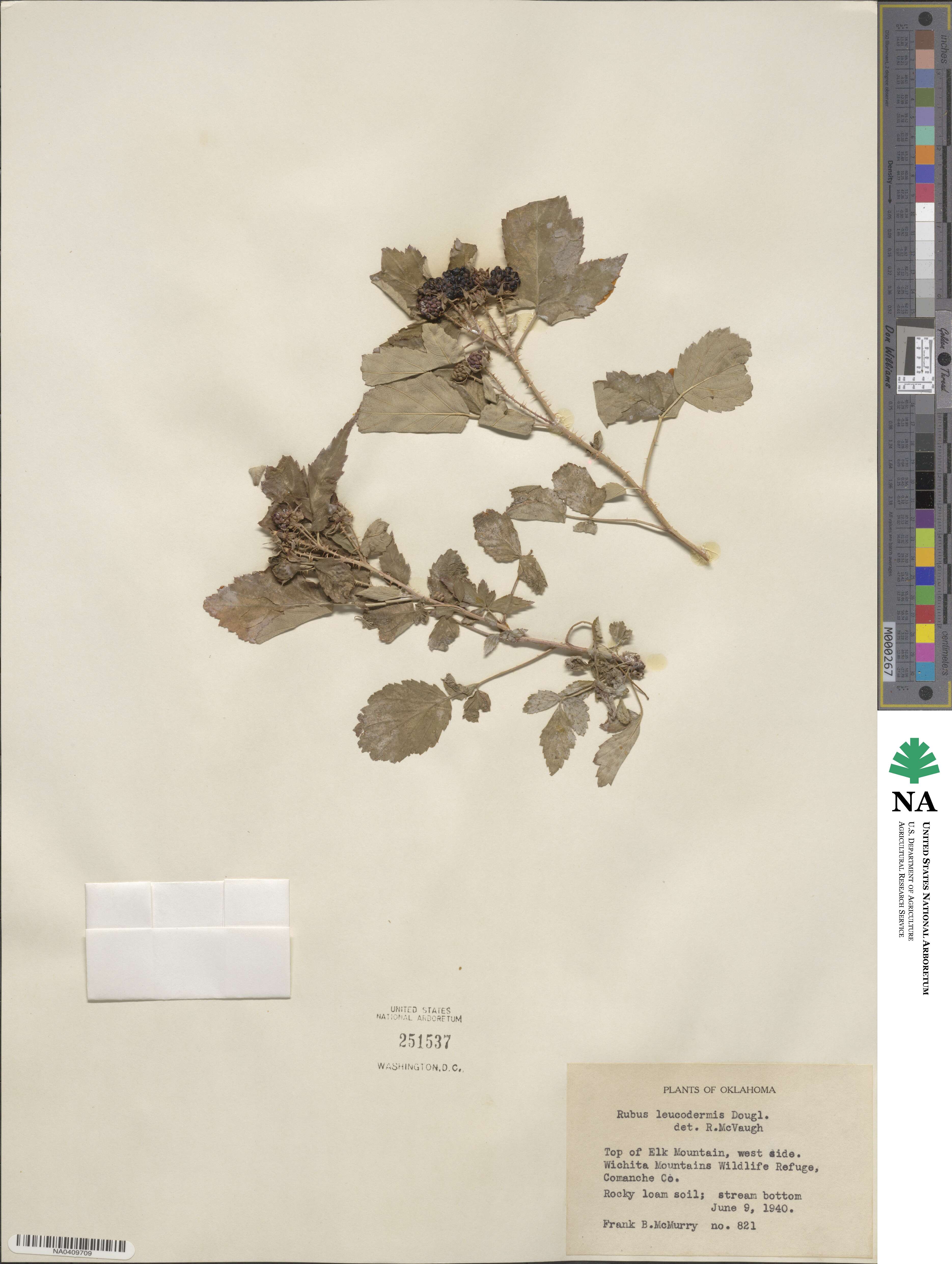Rubus leucodermis image