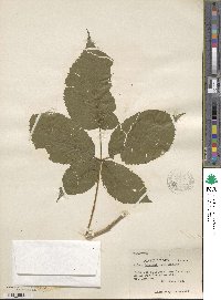 Rubus kennedyanus image