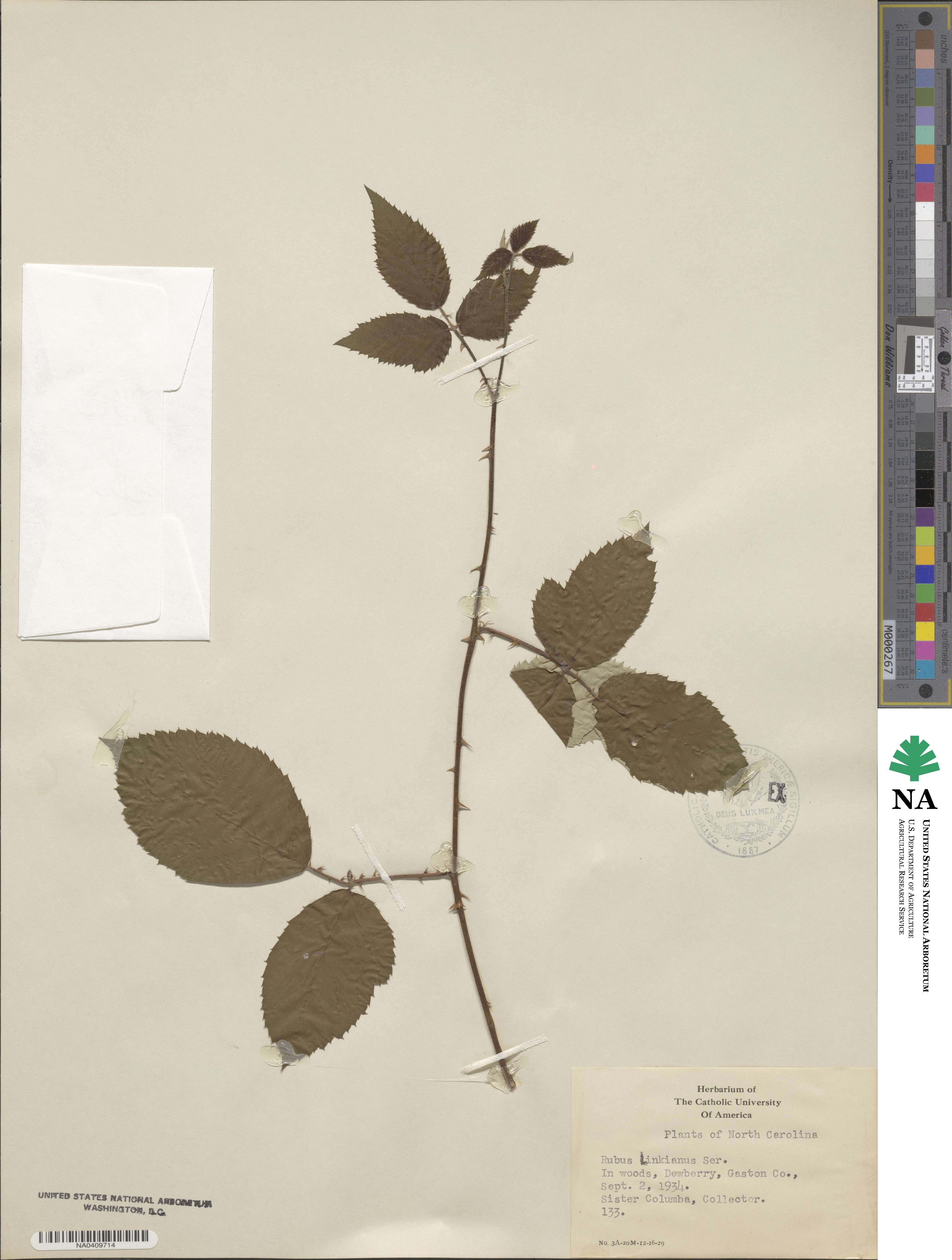 Rubus linkianus image