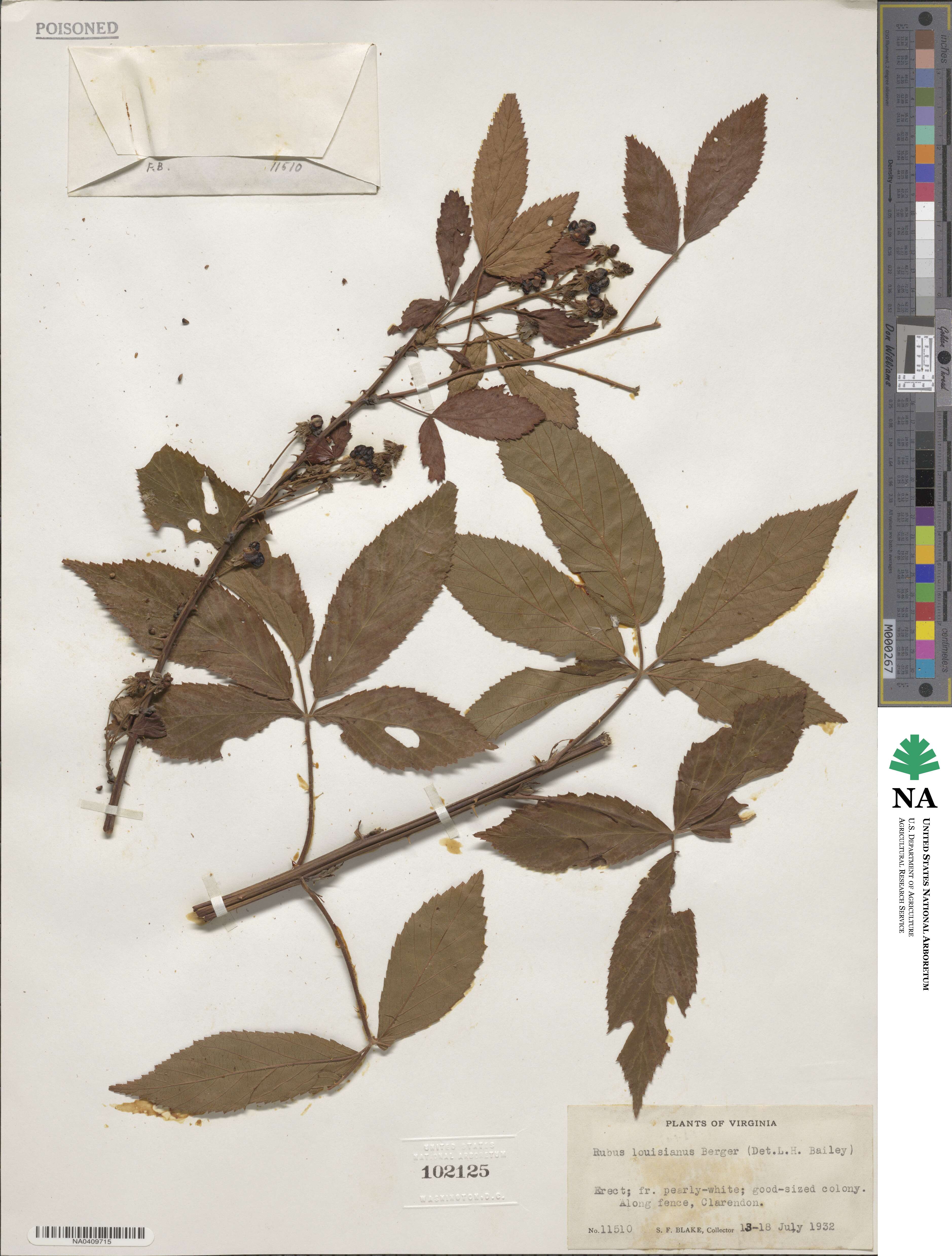 Rubus argutus image