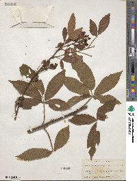 Rubus argutus image