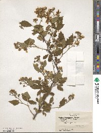 Rubus argutus image