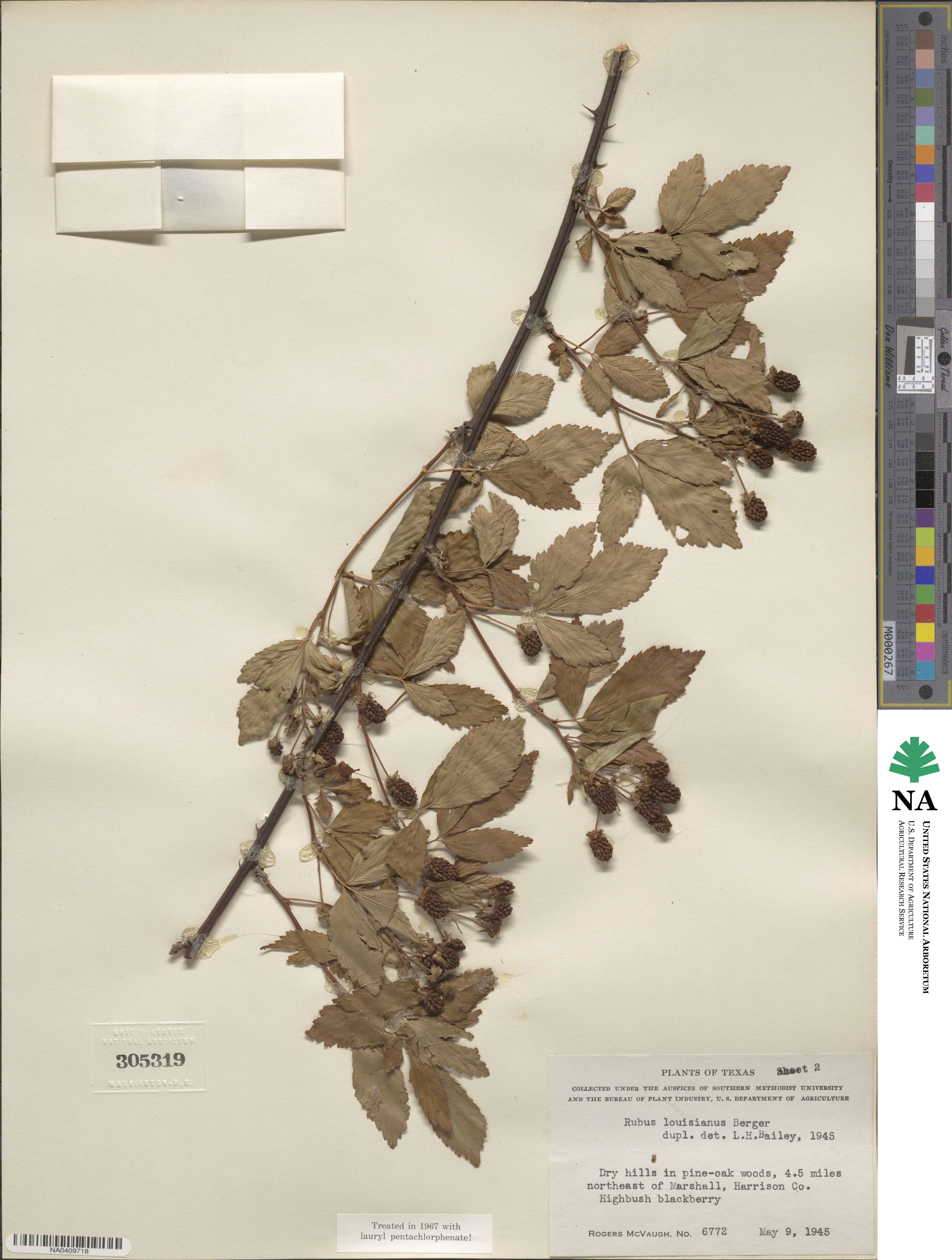 Rubus argutus image