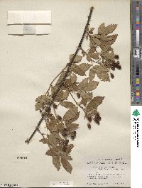 Rubus argutus image