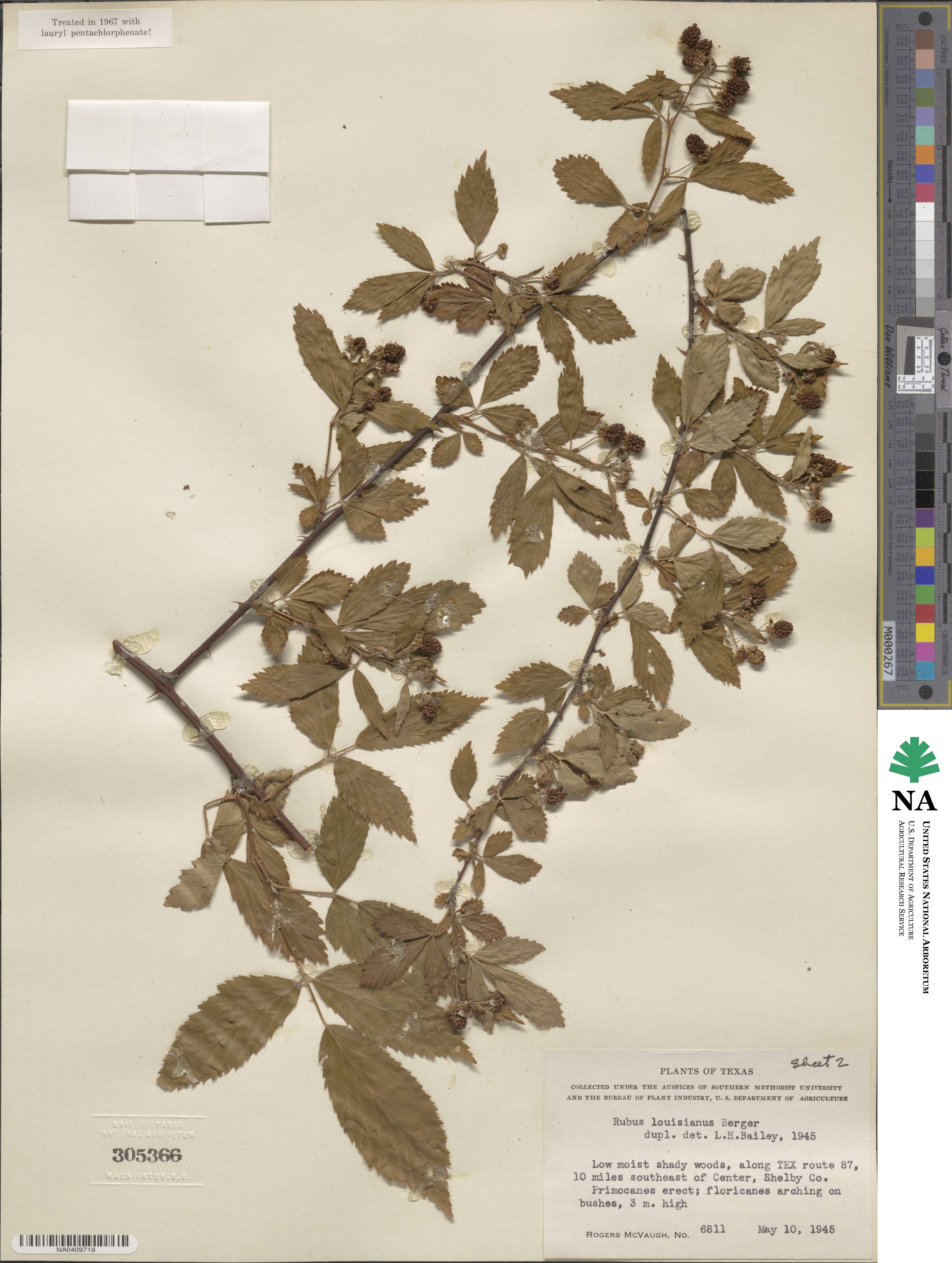 Rubus argutus image