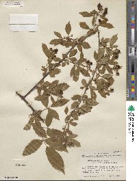 Rubus argutus image