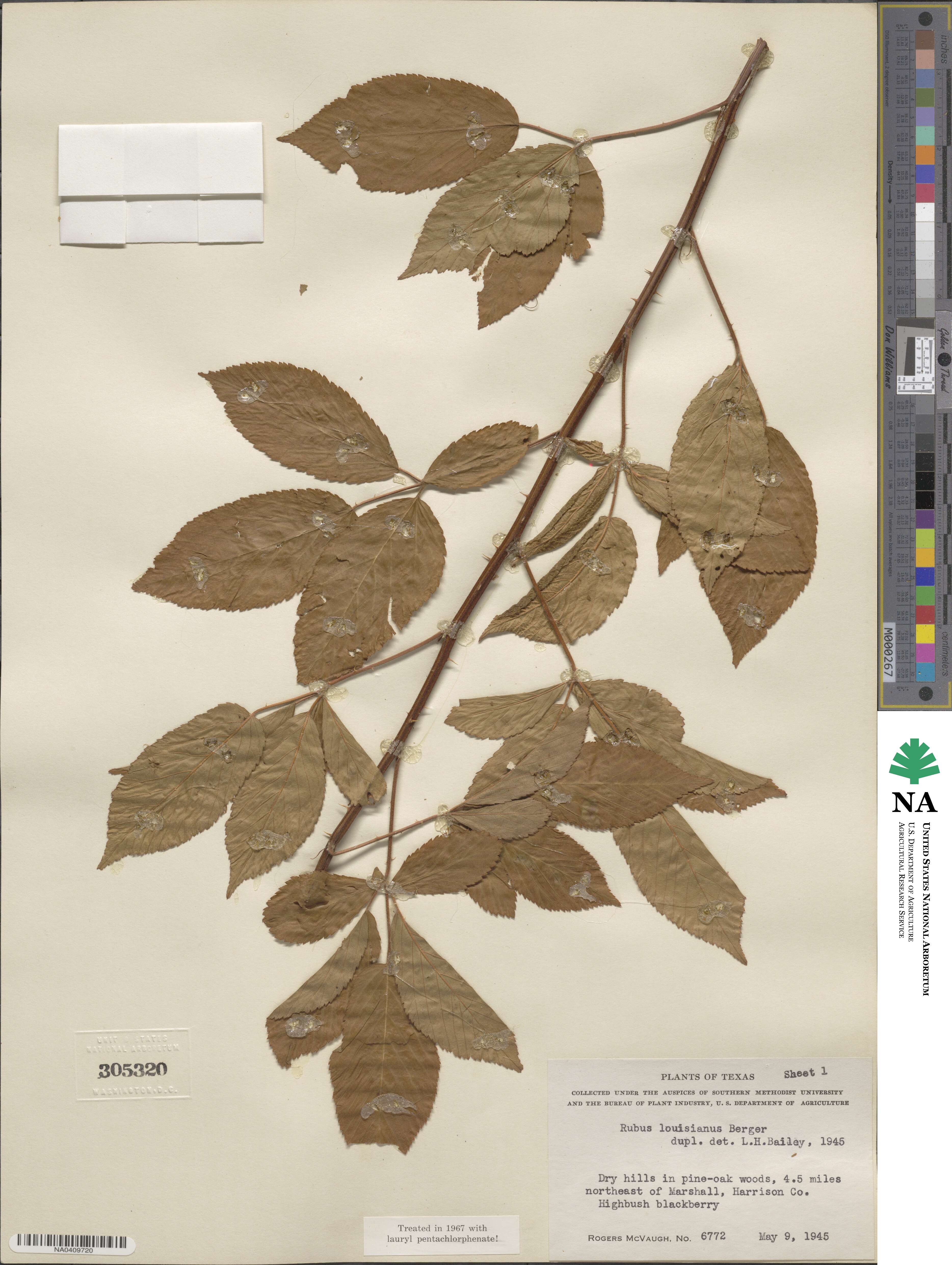 Rubus argutus image