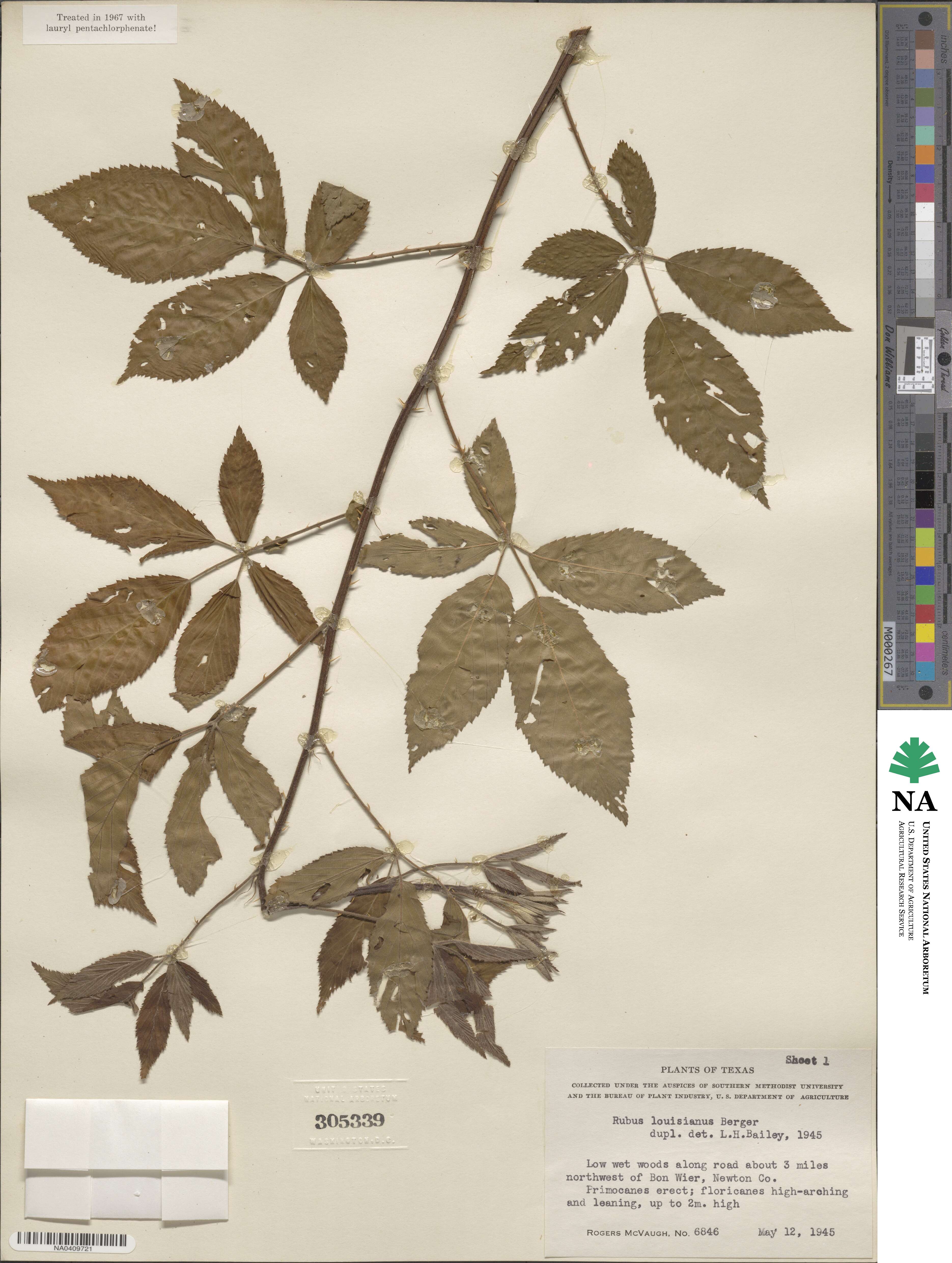 Rubus argutus image