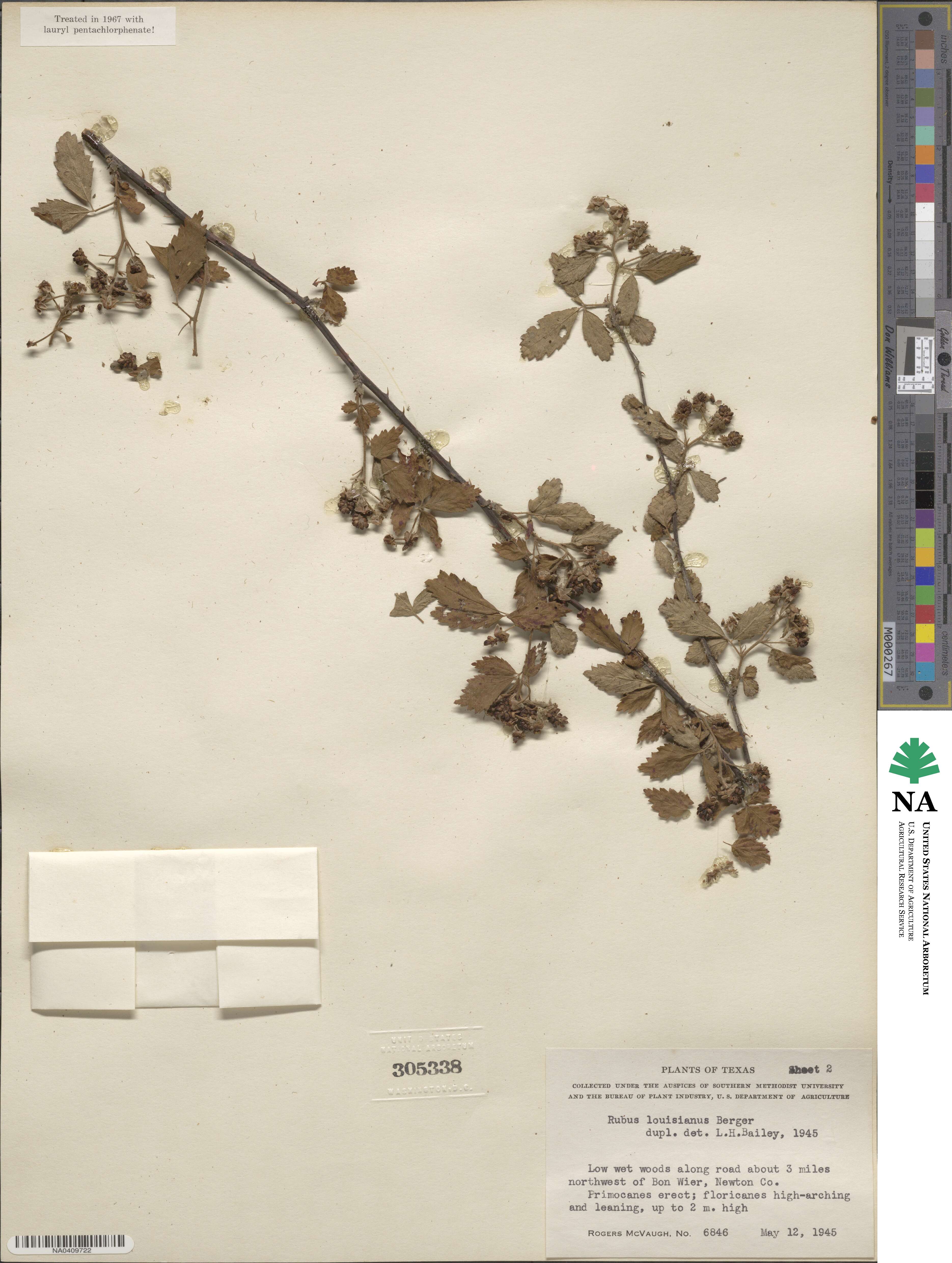 Rubus argutus image