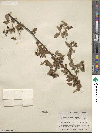 Rubus argutus image