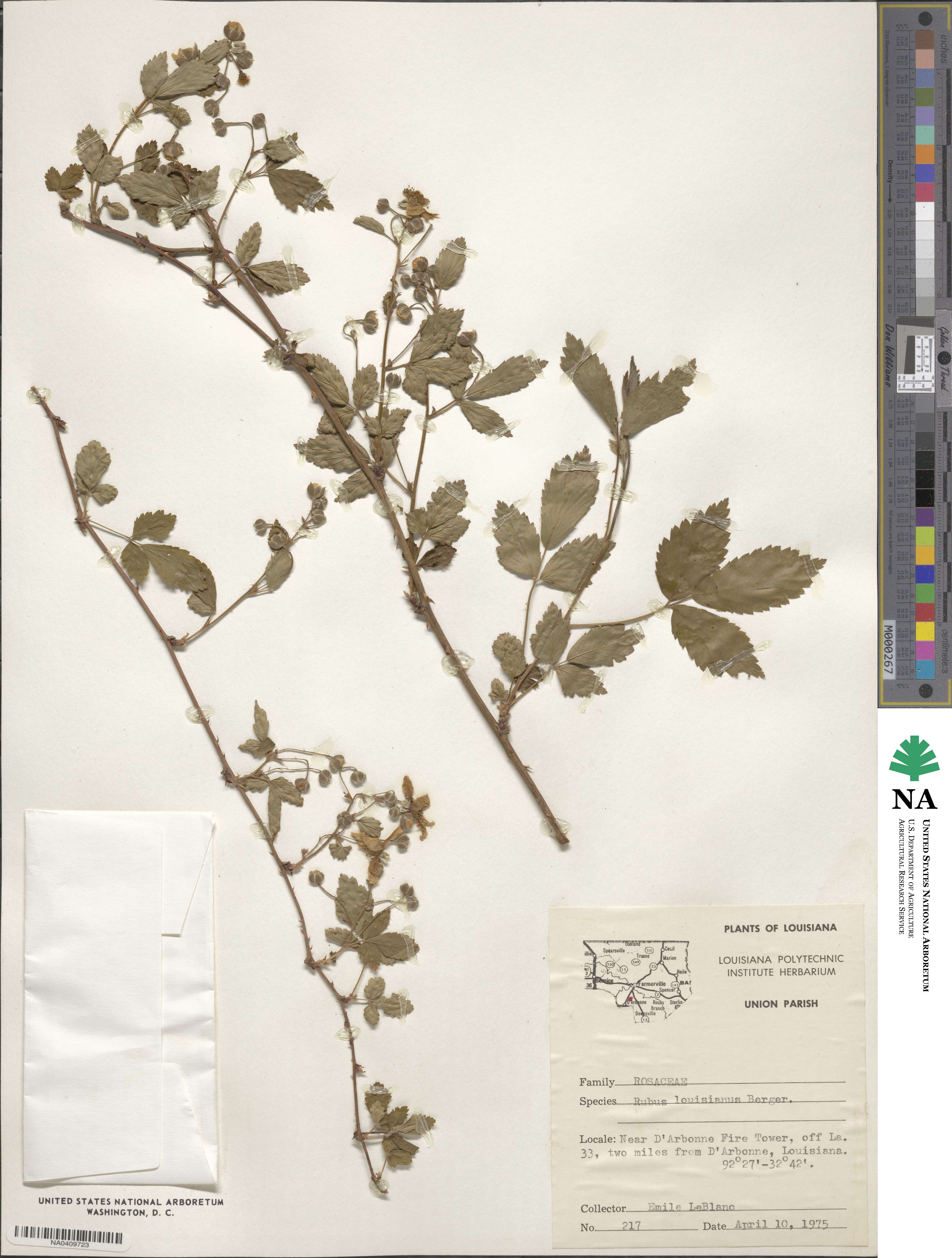 Rubus argutus image