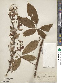 Rubus argutus image