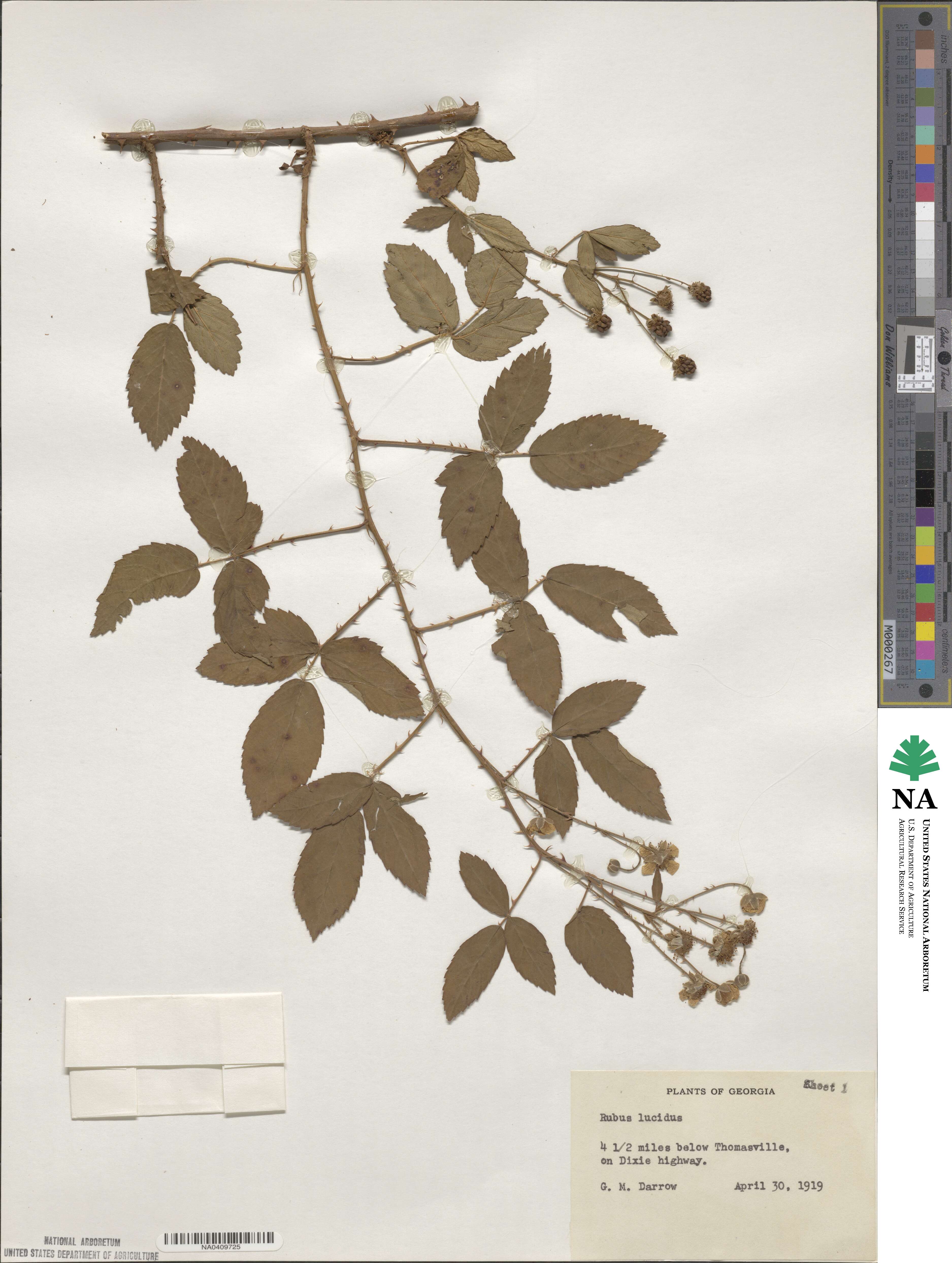 Rubus lucidus image