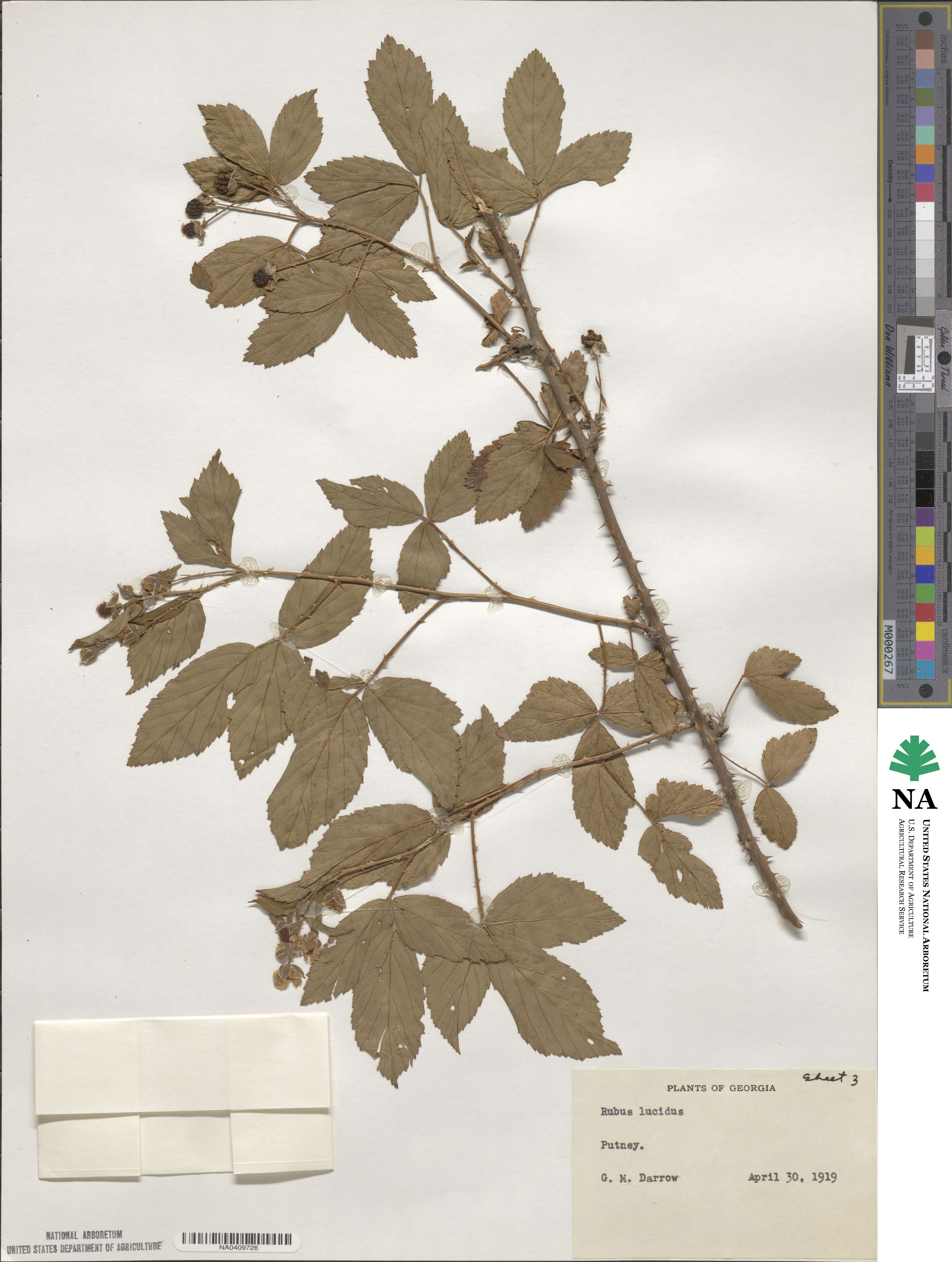 Rubus lucidus image