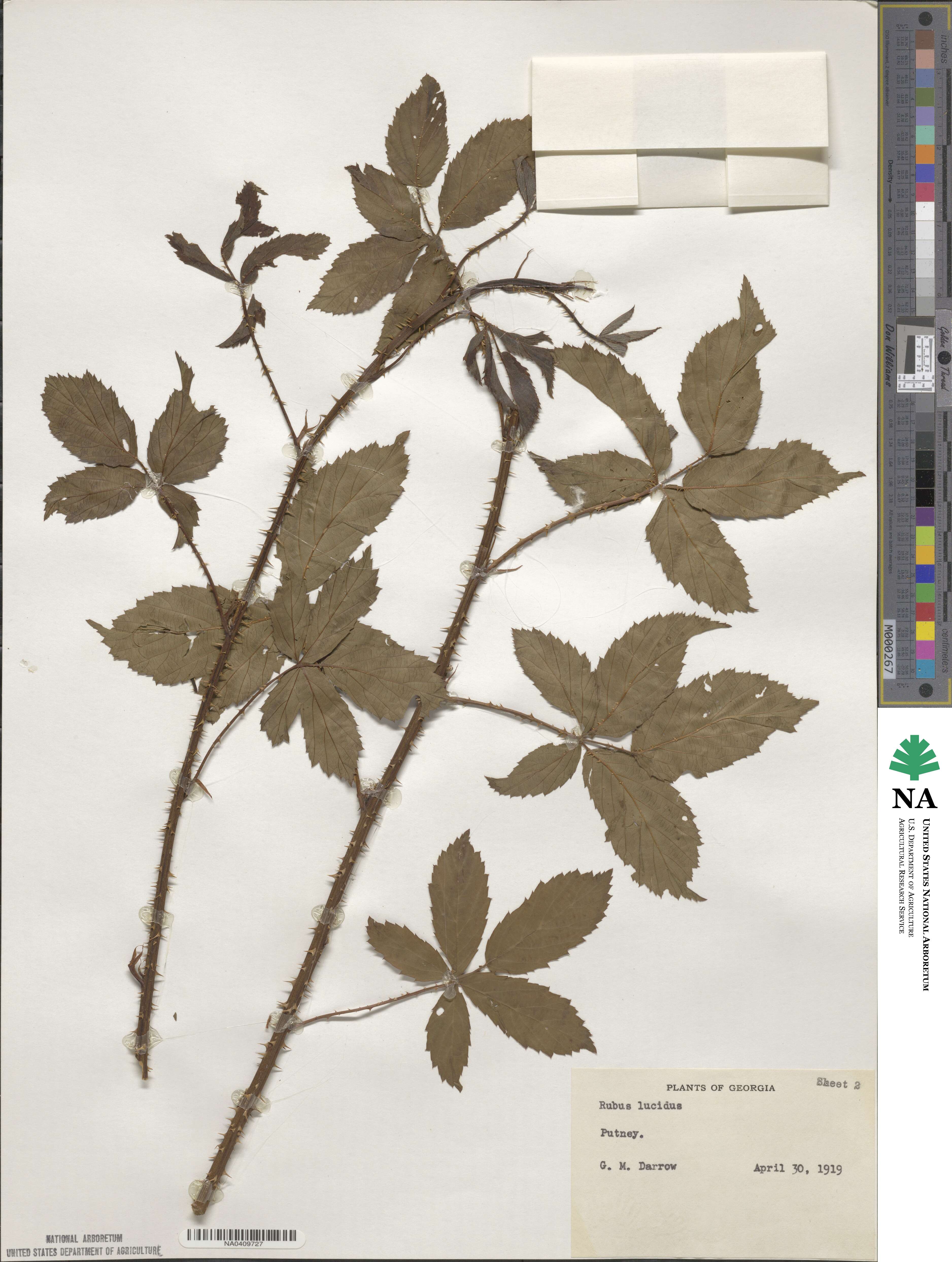 Rubus lucidus image