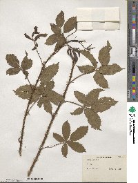 Rubus lucidus image