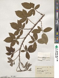 Rubus lucidus image