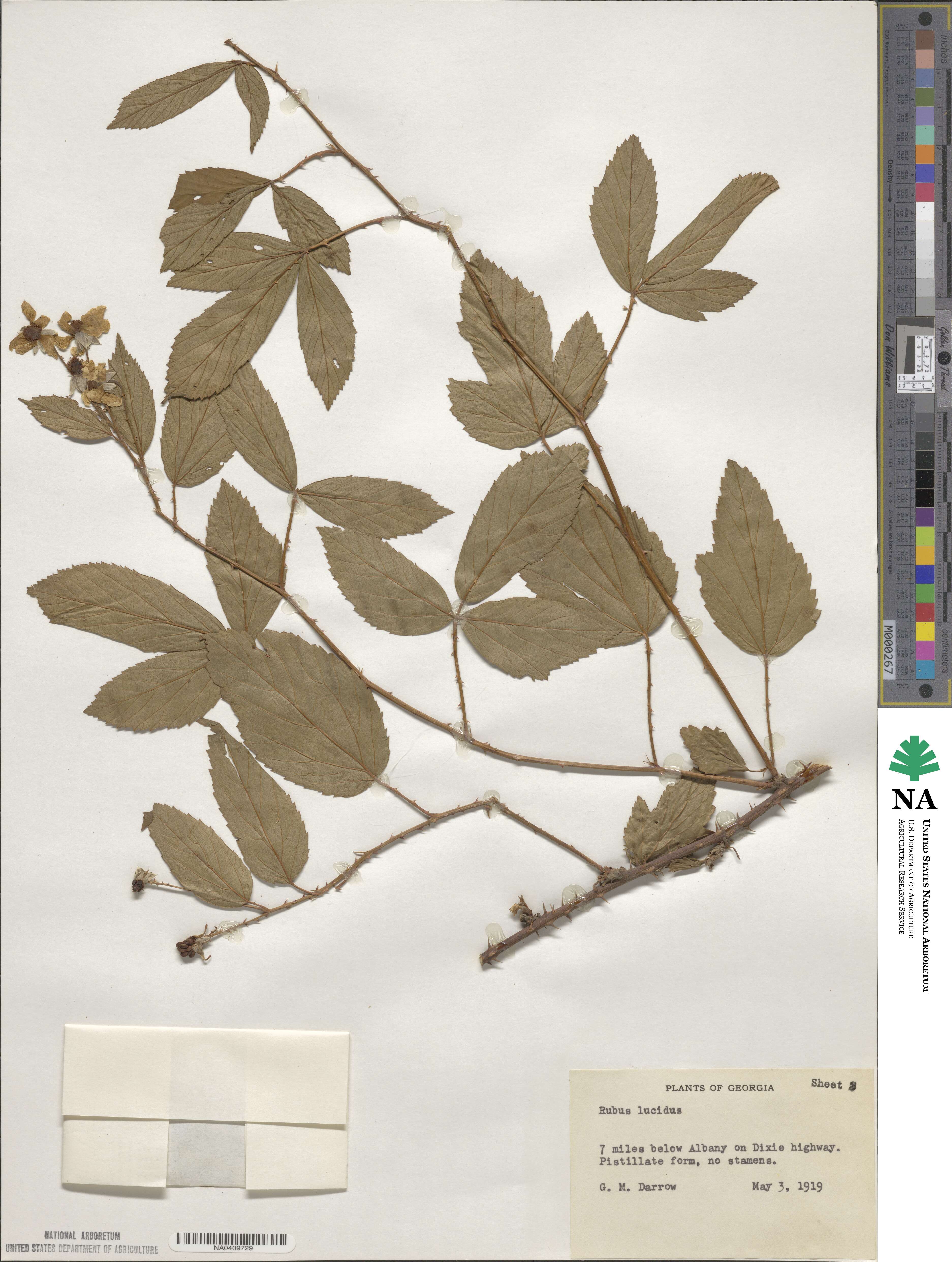 Rubus lucidus image