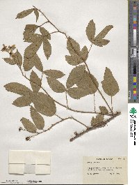 Rubus lucidus image