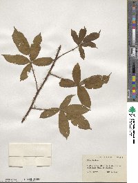 Rubus lucidus image