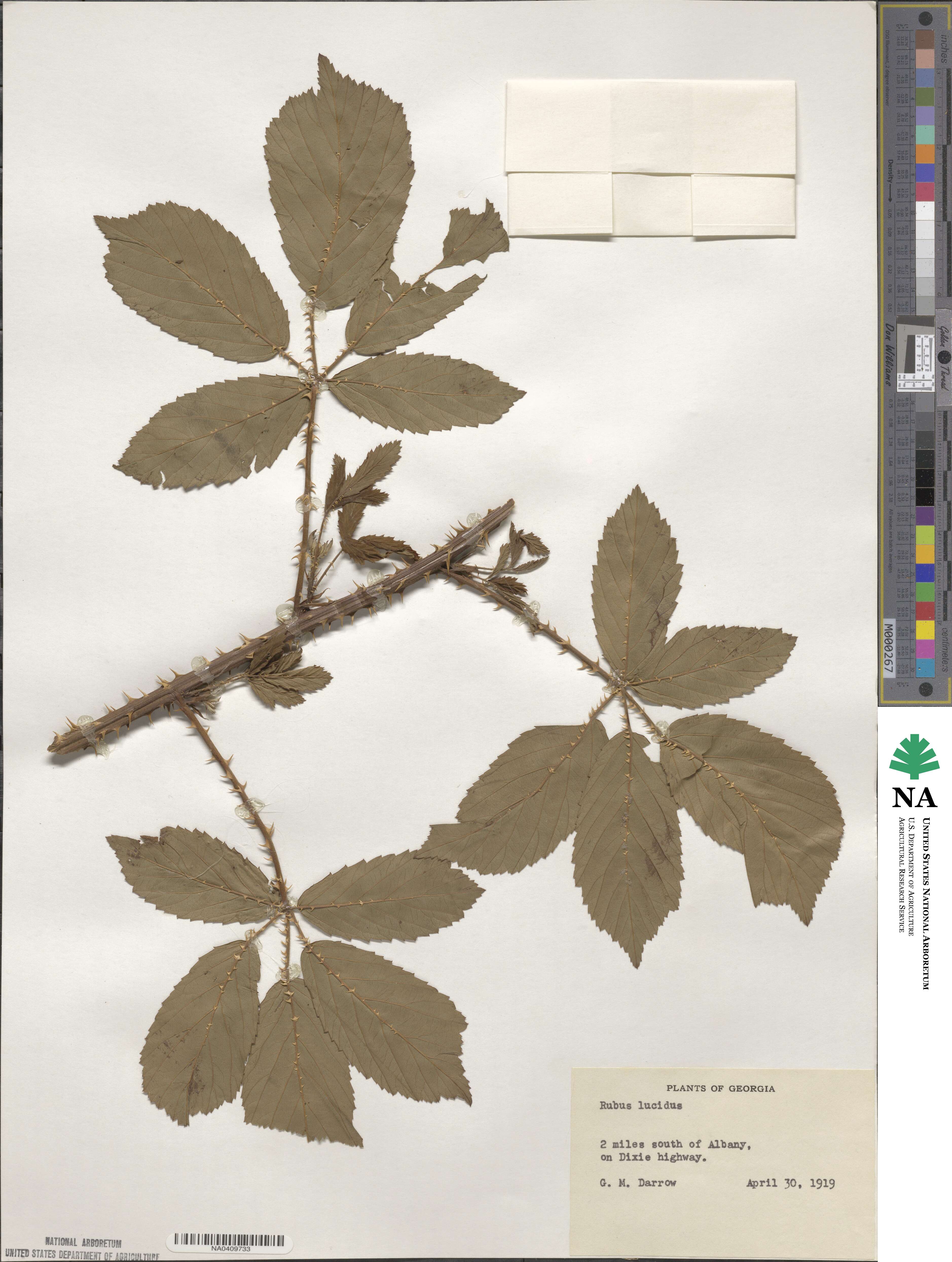 Rubus lucidus image