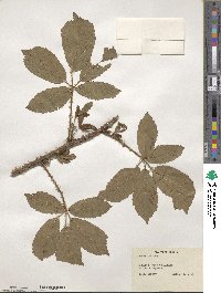 Rubus lucidus image