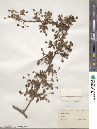 Rubus lucidus image