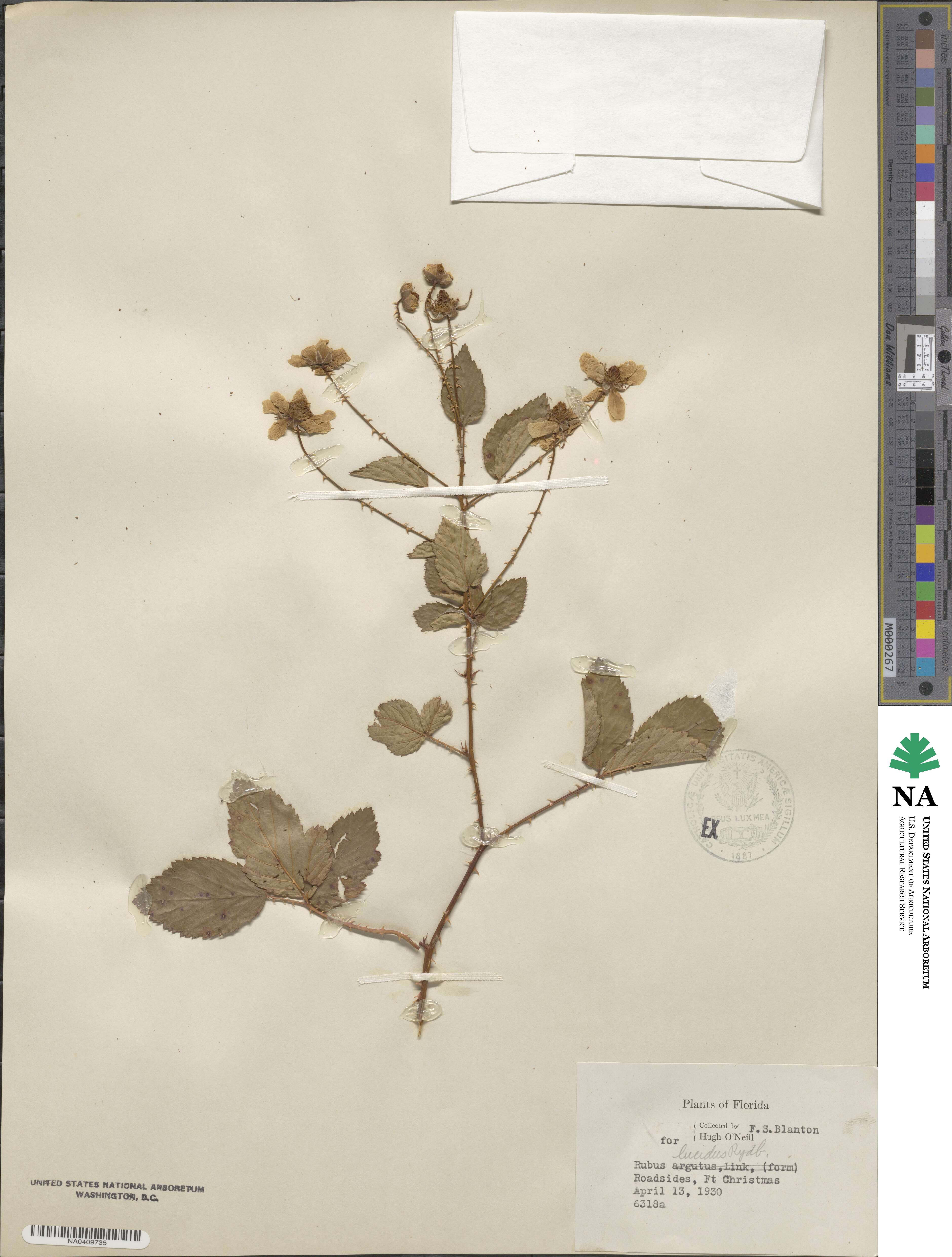 Rubus lucidus image