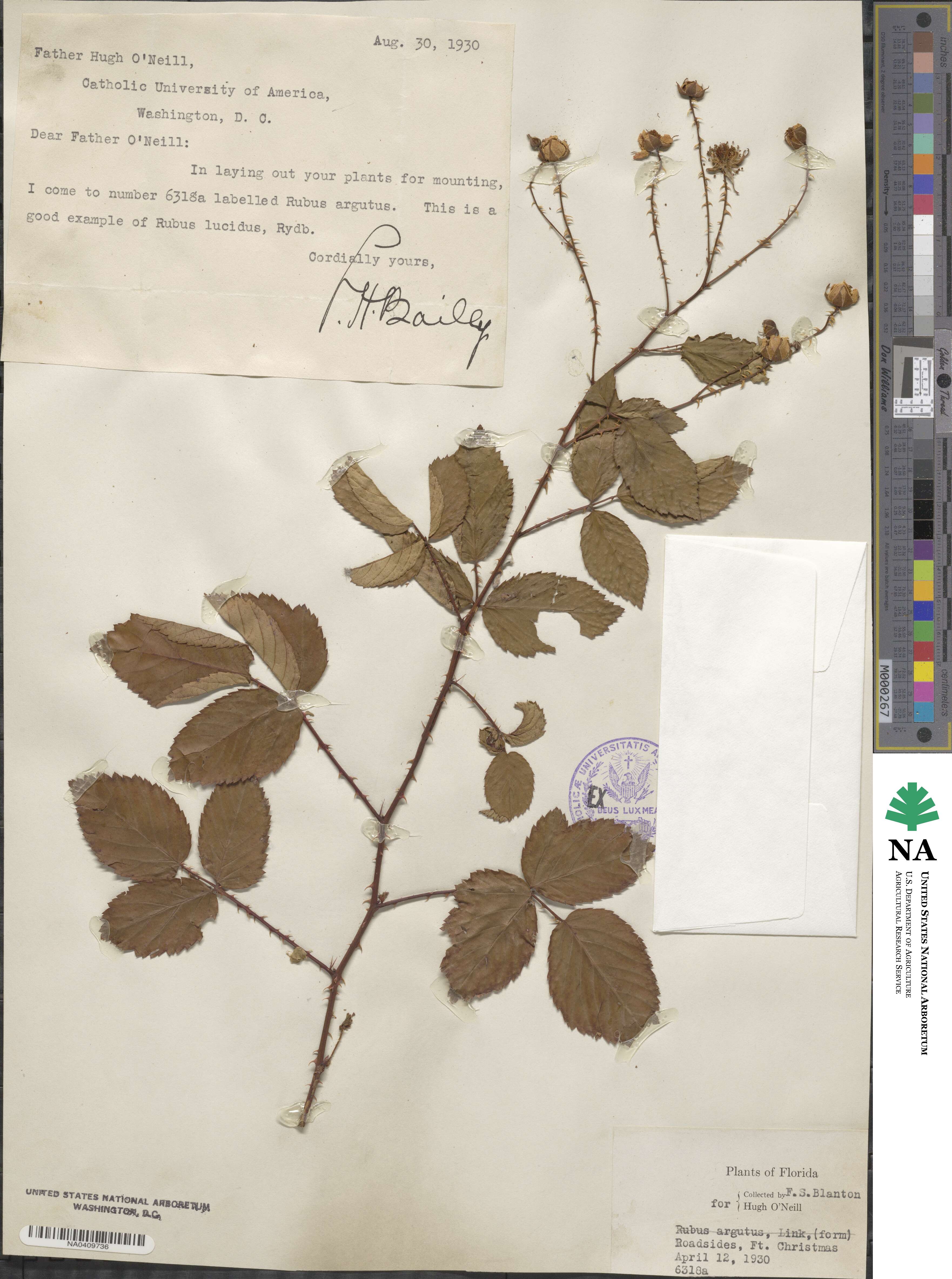 Rubus lucidus image