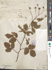 Rubus lucidus image