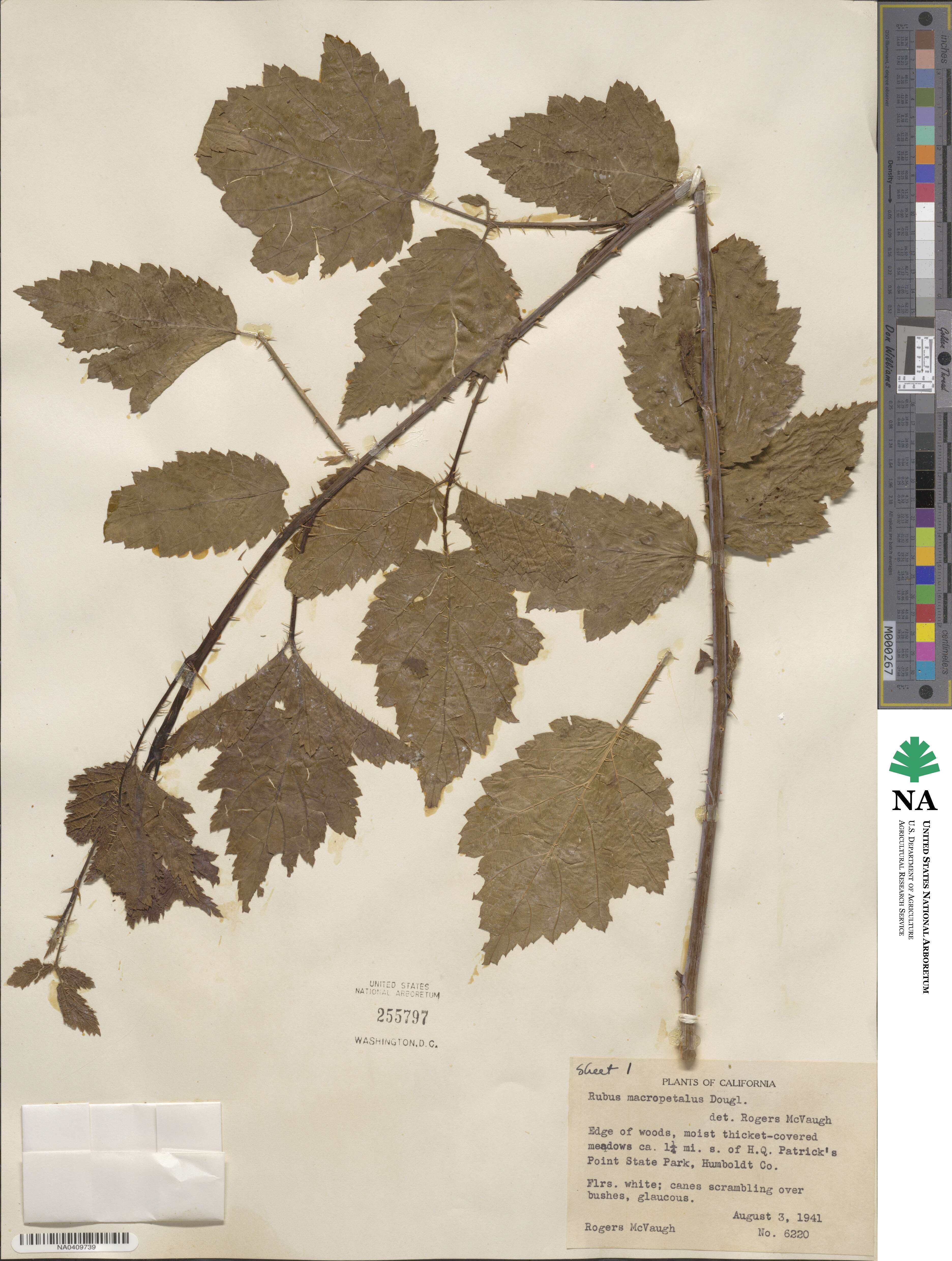 Rubus ursinus subsp. macropetalus image