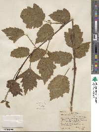 Rubus ursinus image