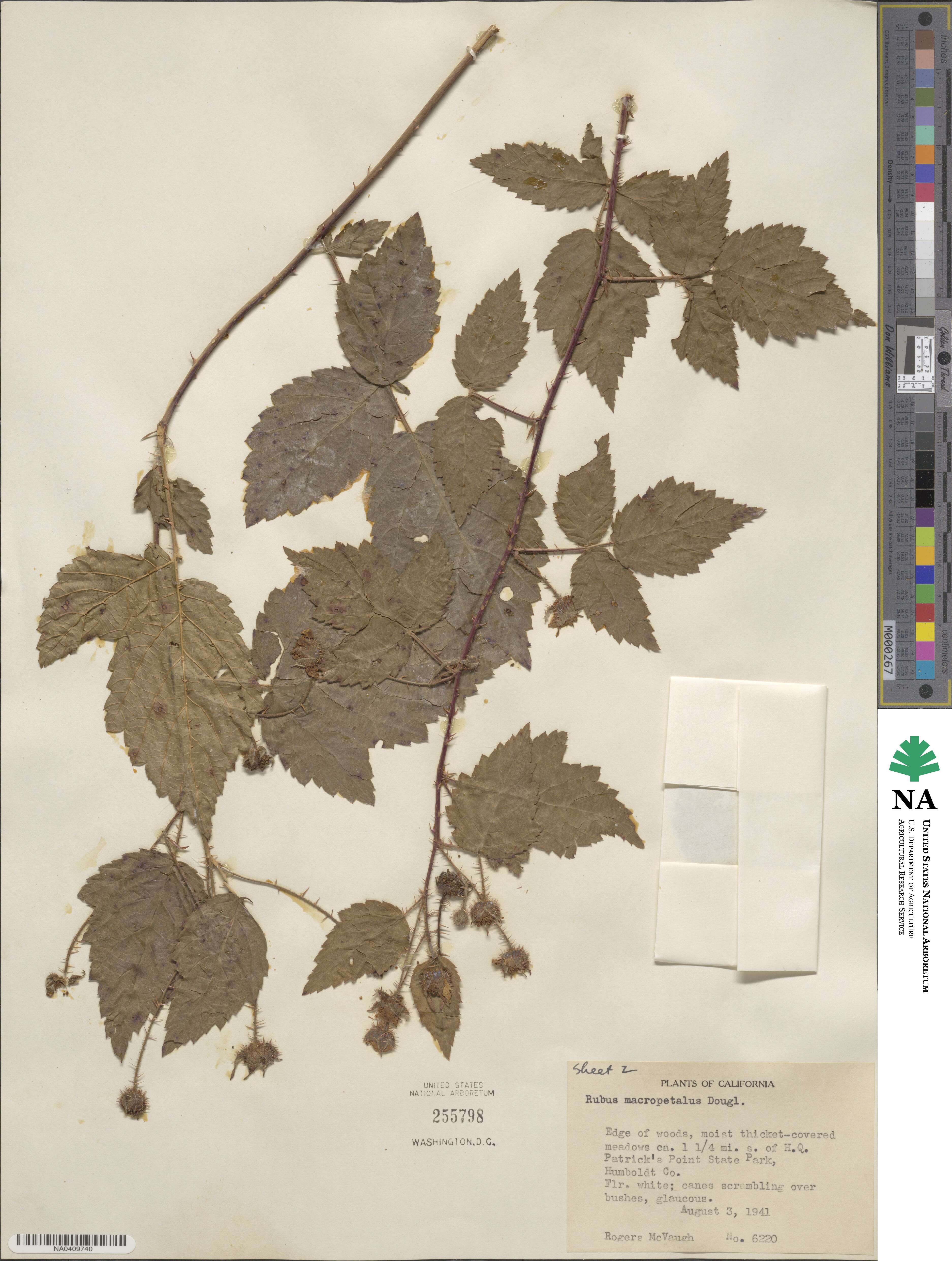 Rubus ursinus image