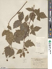 Rubus ursinus image