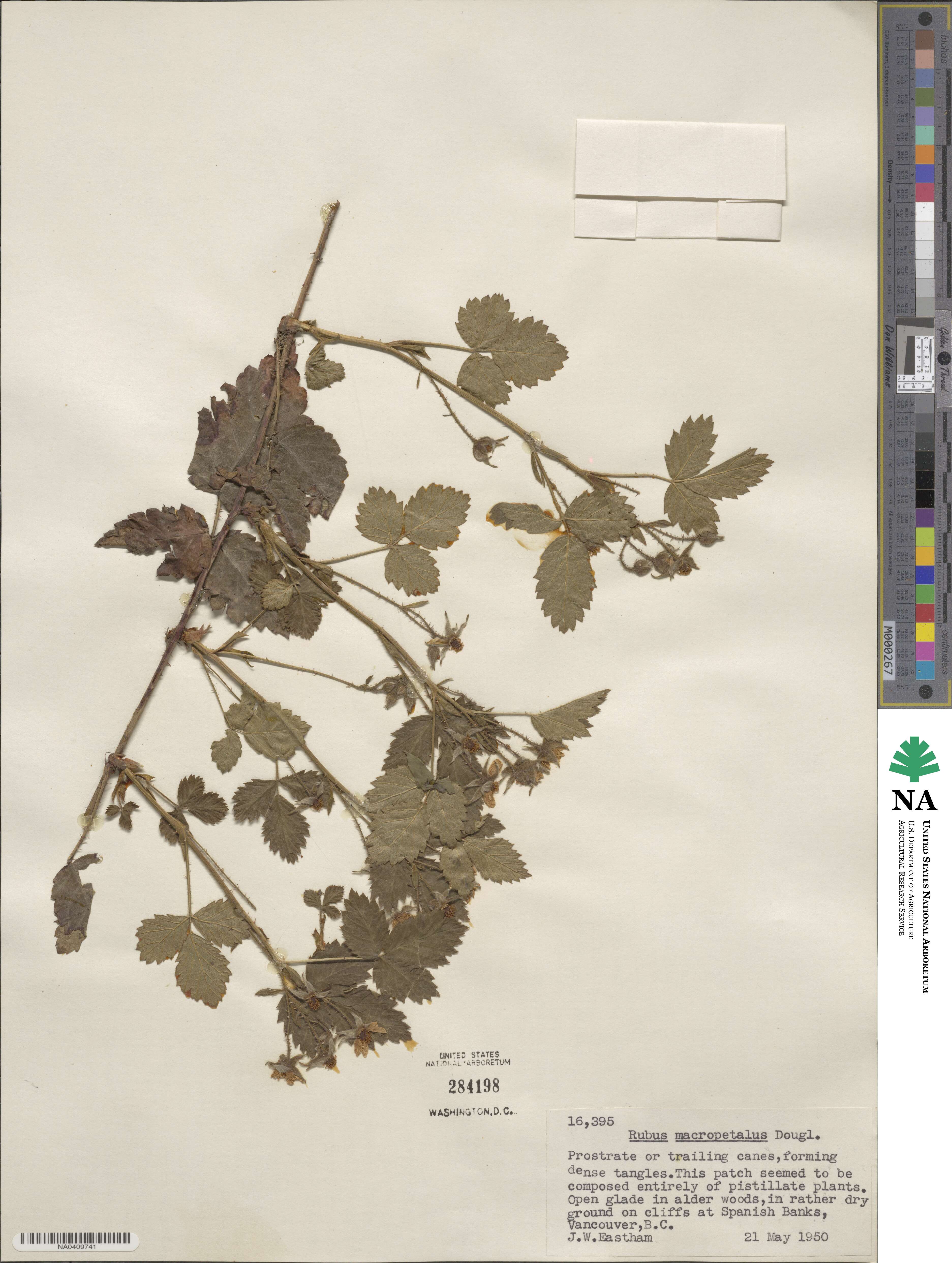 Rubus ursinus subsp. macropetalus image