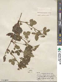 Rubus ursinus image