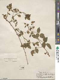 Rubus ursinus image