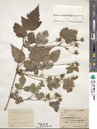 Rubus ursinus image