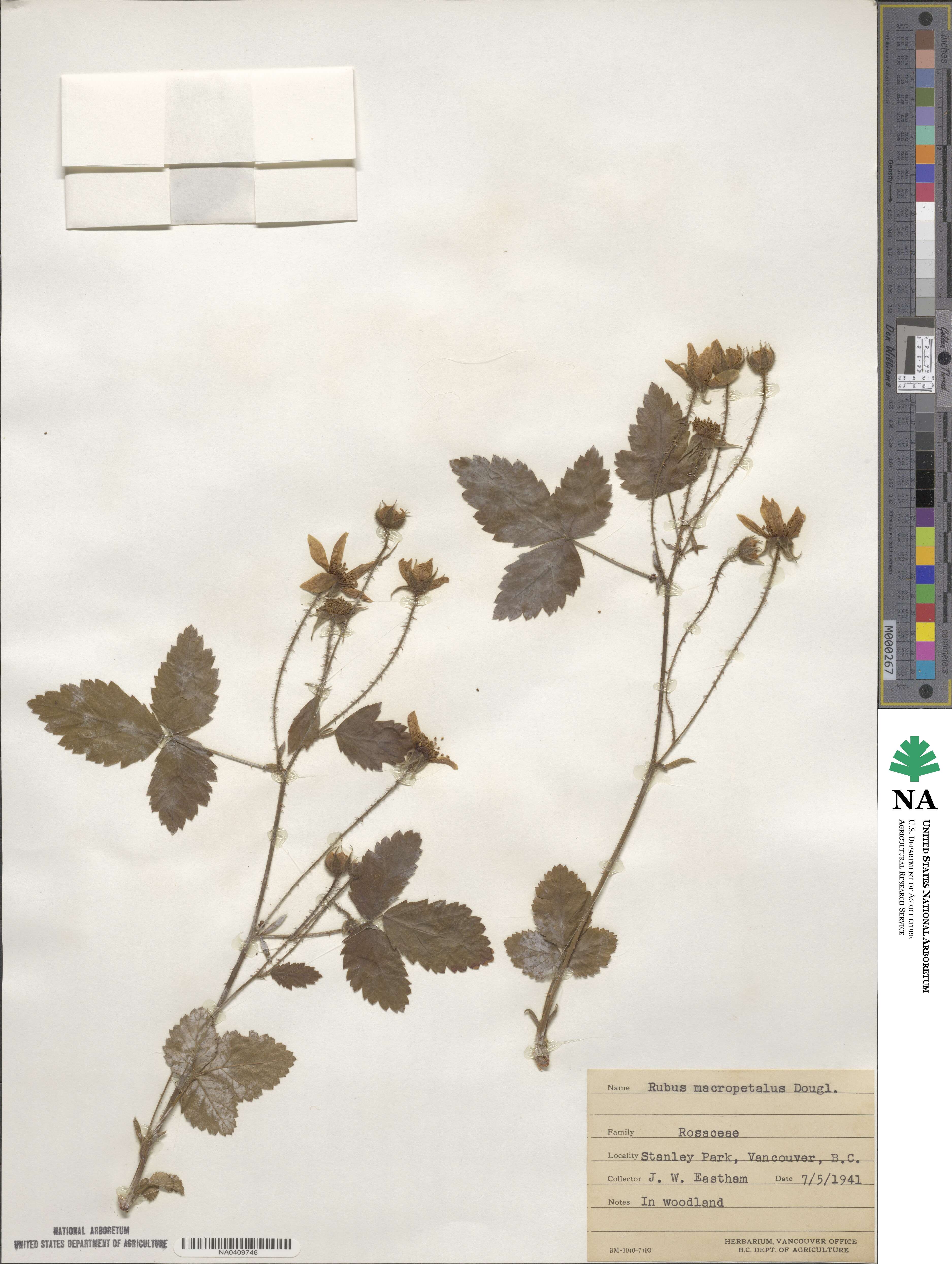 Rubus ursinus image