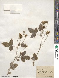 Rubus ursinus subsp. macropetalus image