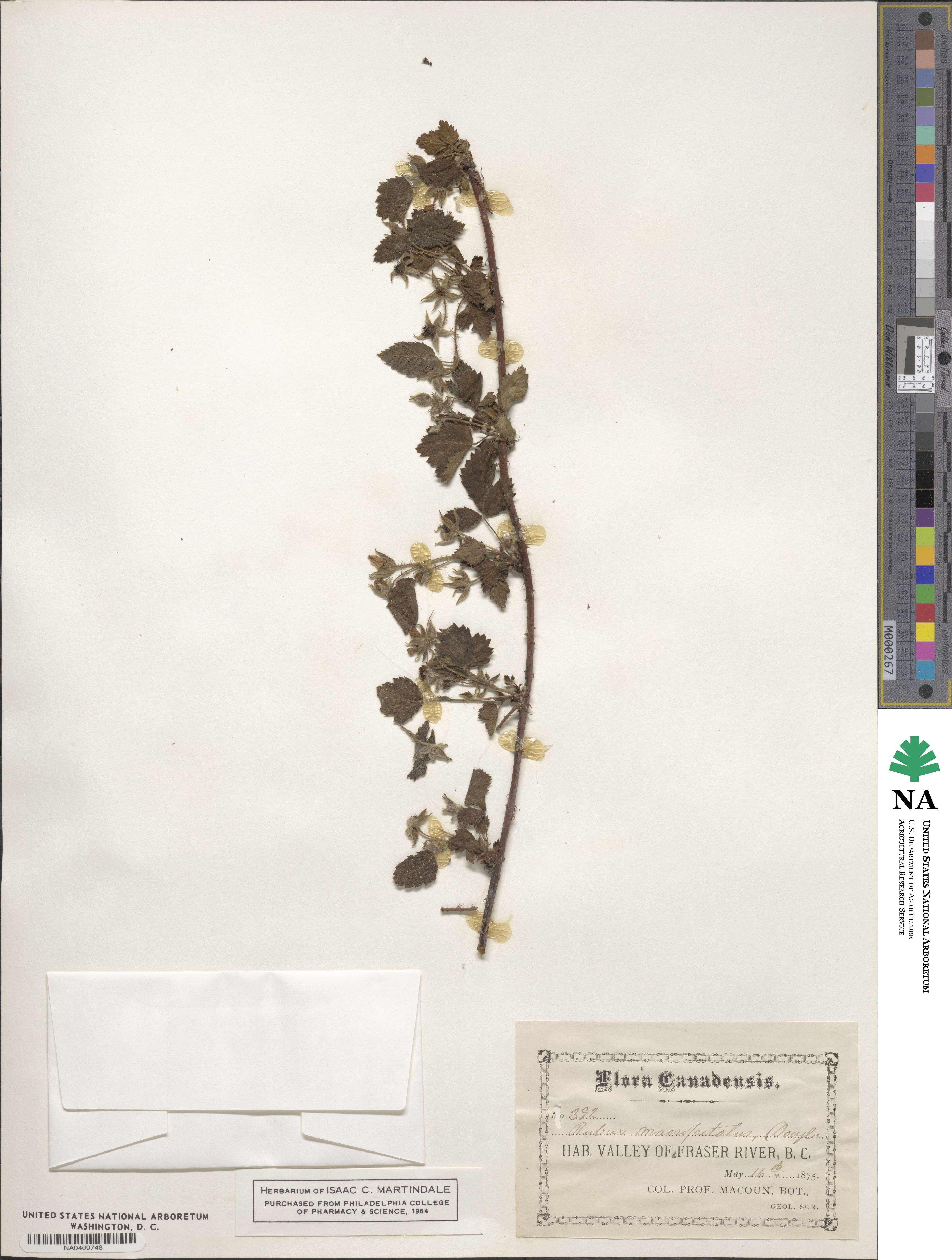 Rubus ursinus subsp. macropetalus image