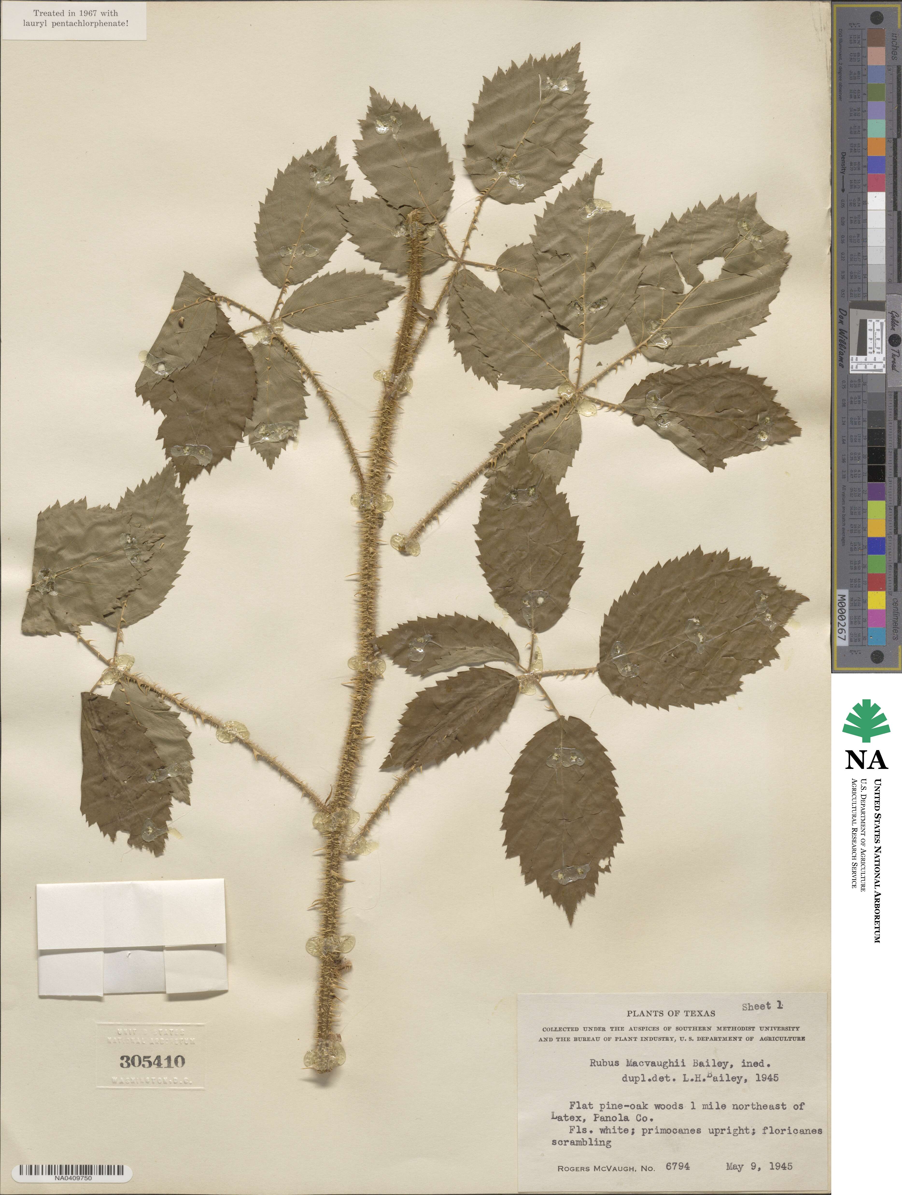 Rubus macvaughii image