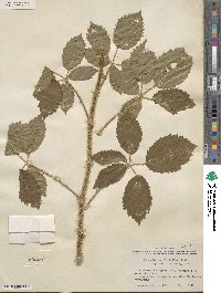 Rubus macvaughii image